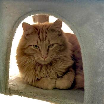 Domestic Long Hair Cats Available for Adoption - River (Flapjacks) | PetCurious