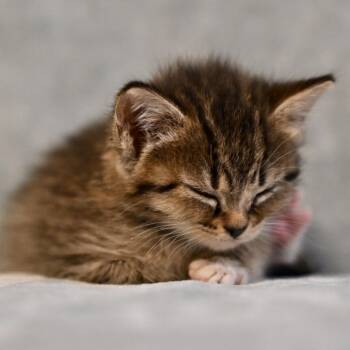 Aria -  Domestic Short Hair Cat for Adoption in Chapel Hill, North Carolina - Aria | PetCurious