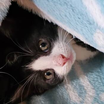 Rescue Domestic Short Hair Cats for Adoption in Port Richey, Florida - Tempest Storm | PetCurious