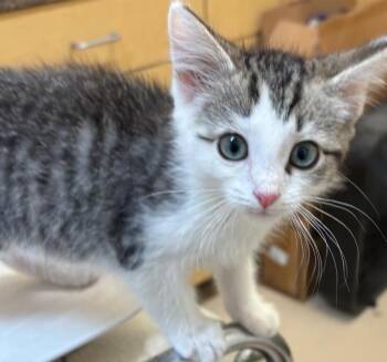 EZRA -  Domestic Short Hair Cat for Adoption in Elizabethton, Tennessee - EZRA | PetCurious