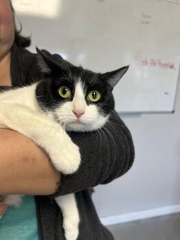 Domestic Short Hair Cats Available for Adoption - Prego | PetCurious