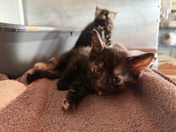 Tortellini -  Domestic Short Hair Cat for Adoption in Port Jervis, New York - Tortellini | PetCurious