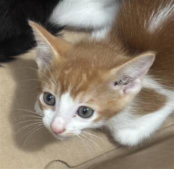 TOBY -  Domestic Short Hair Cat for Adoption in Dallas, Texas - TOBY | PetCurious