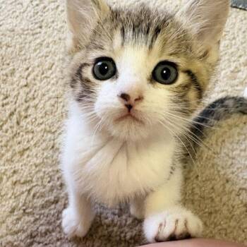 Heel -  Domestic Short Hair Cat for Adoption in Carencro, Louisiana - Heel | PetCurious
