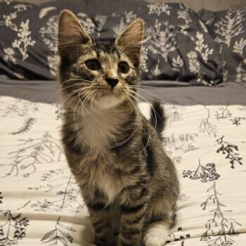 Brody -  Domestic Medium Hair Cat for Adoption in Gilbert, Arizona - Brody | PetCurious