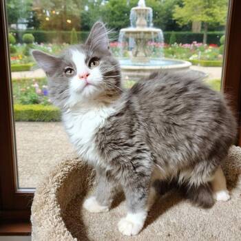 Maine Coon and Tuxedo Cats Available for Adoption in Oakwood, Georgia - BLUE FAIRY - FLUFFY MAINE COON GIRL! | PetCurious