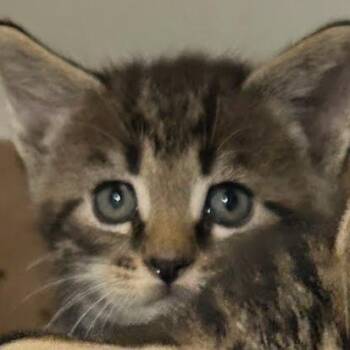 Saylor -  Domestic Short Hair Cat for Adoption in Jeffersonville, Indiana - Saylor | PetCurious
