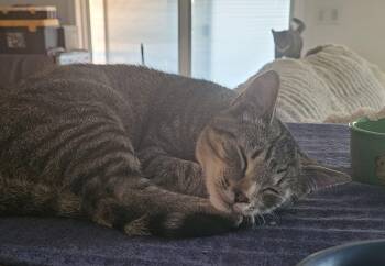 Decklan and Rainy -  Domestic Short Hair Cat for Adoption in Mount Vernon, Washington - Decklan And Rainy | PetCurious