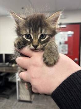 Domestic Short Hair Cats Available for Adoption in West Chester, Pennsylvania - Beck | PetCurious