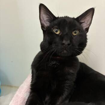 Domestic Short Hair Cats Available for Adoption - Suitcase | PetCurious