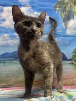 Hoya -  Domestic Short Hair Cat for Adoption in San Antonio, Texas - Hoya | PetCurious