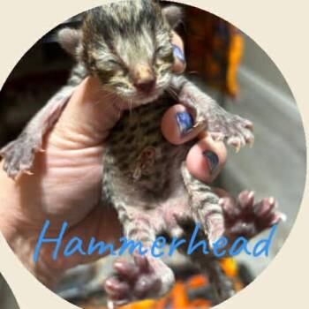 Hammerhead -  Domestic Short Hair Cat Available for Adoption in Dekalb, Illinois - Hammerhead | PetCurious