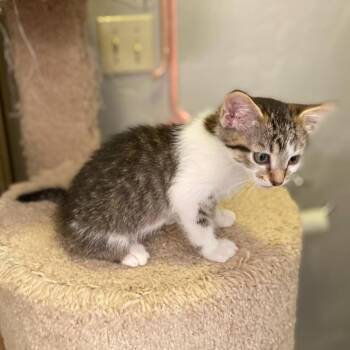 Tubby -  Domestic Short Hair Cat for Adoption in Prescott, Arizona - Tubby | PetCurious