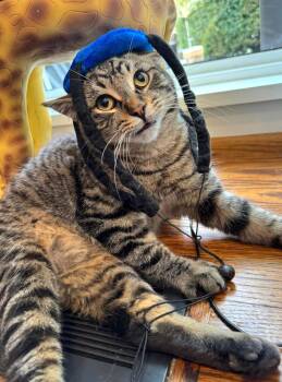 Rescue Domestic Short Hair and Tabby Cats for Adoption in Rochester Hills, Michigan - Scooter | PetCurious