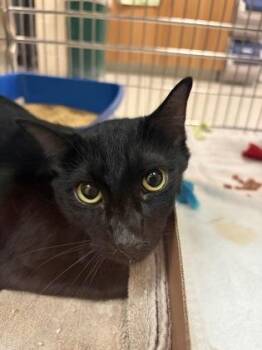 Domestic Short Hair Cats Available for Adoption in West Chester, Pennsylvania - Mario | PetCurious
