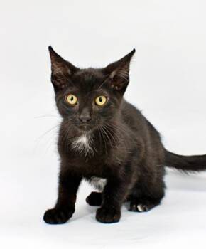 Mordrid -  Domestic Short Hair Cat for Adoption in Morton Grove, Illinois - Mordrid | PetCurious