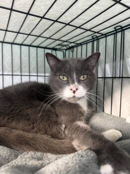 Rescue Domestic Short Hair Cats for Adoption in Fort Walton Beach, Florida - Angel | PetCurious