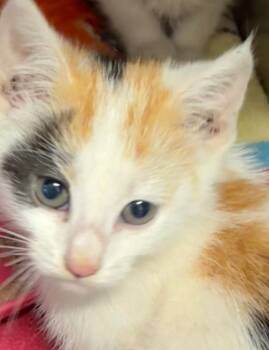PAISLEY -  Domestic Short Hair Cat for Adoption in Elizabethton, Tennessee - PAISLEY | PetCurious