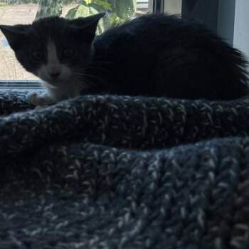 Shark Boy -  Domestic Short Hair Cat for Adoption in Des Moines, Iowa - Shark Boy | PetCurious