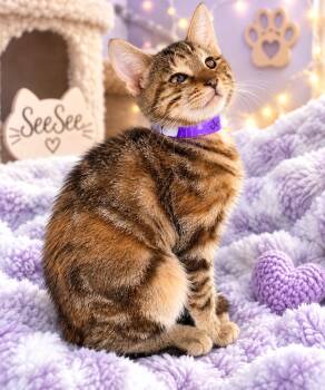 See See -  Torbie Cat for Adoption in Tavares, Florida - See See | PetCurious