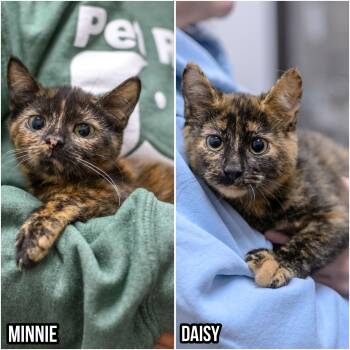 DAISY & MINNIE -  Tortoiseshell Cat for Adoption in Hamilton Township, New Jersey - DAISY & MINNIE | PetCurious