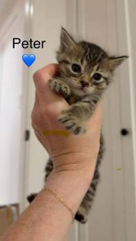 Pickles Bonded Pair -  Domestic Medium Hair Cat for Adoption in Chicago, Illinois - Pickles Bonded Pair | PetCurious