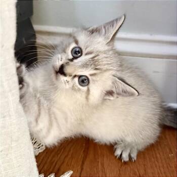 Siamese Cats Available for Adoption in Chattanooga, Tennessee - Will | PetCurious