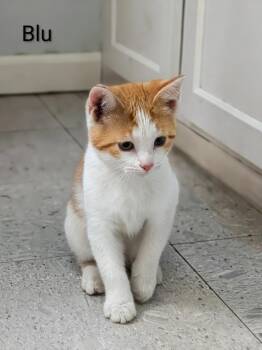 BLU -  Domestic Short Hair Cat for Adoption in Sandusky, Ohio - BLU | PetCurious
