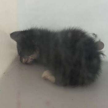 Harlowe 4627 -  Domestic Short Hair Cat for Adoption in Columbus, Georgia - Harlowe 4627 | PetCurious