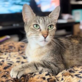 Rescue Domestic Short Hair Cats for Adoption - Willow 4 | PetCurious