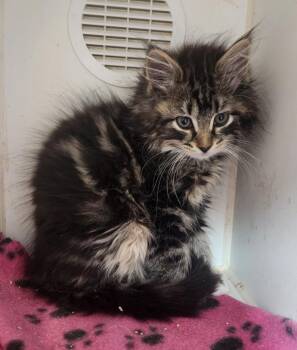 Solo -  Domestic Medium Hair Cat for Adoption in Walnutport, Pennsylvania - Solo | PetCurious