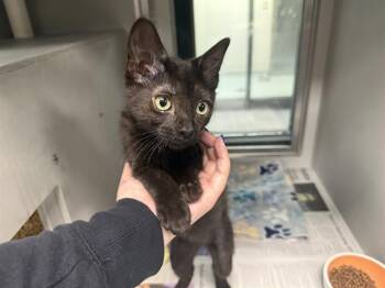 MADISON -  Domestic Short Hair Cat for Adoption in Rowlett, Texas - MADISON | PetCurious