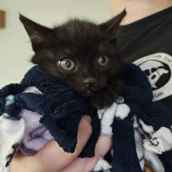 Celia Mae -  Domestic Short Hair Cat for Adoption in Madison, Wisconsin - Celia Mae | PetCurious