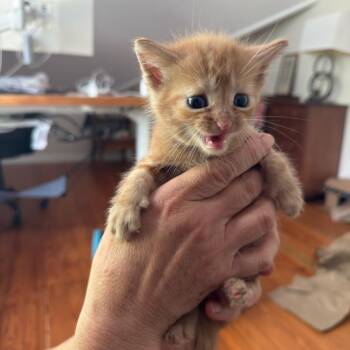 Domestic Short Hair Cats Available for Adoption in Auburn, Alabama - Wilbur | PetCurious