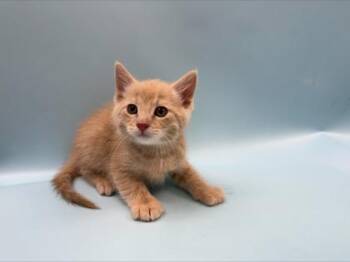 Buff -  Domestic Short Hair Cat for Adoption in Woodbury, Minnesota - Buff | PetCurious