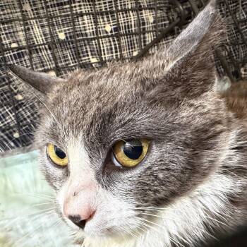 Mercury -  Domestic Short Hair Cat for Adoption in New York, New York - Mercury | PetCurious