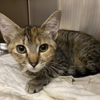 Zero -  Domestic Short Hair Cat for Adoption in Birmingham, Alabama - Zero | PetCurious