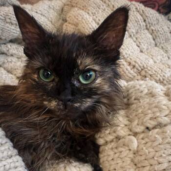 Domestic Long Hair Cats Available for Adoption in Redwood City, California - Sheba | PetCurious