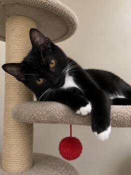 Cooter Brown 3898 -  Domestic Short Hair Cat for Adoption in Dallas, Texas - Cooter Brown 3898 | PetCurious