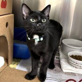Rodeo -  Domestic Short Hair Cat for Adoption - Rodeo | PetCurious