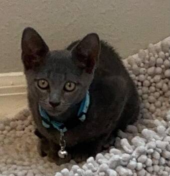 Tom -  Domestic Short Hair Cat for Adoption in St. Cloud, Florida - Tom | PetCurious
