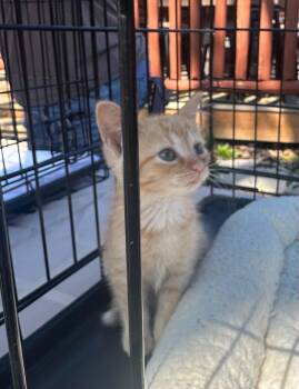 Dolly Purrton -  Domestic Short Hair Cat for Adoption in Crown Point, Indiana - Dolly Purrton | PetCurious