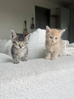 Domestic Short Hair Cats Available for Adoption - Todd | PetCurious