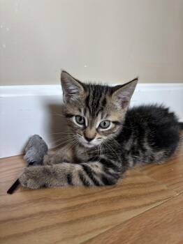 Tigre -  Tabby Cat for Adoption in New Milford, Connecticut - Tigre | PetCurious