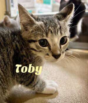 Rescue Domestic Short Hair Cats for Adoption in Owasso, Oklahoma - Toby | PetCurious