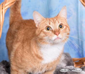 Domestic Short Hair Cats Available for Adoption in Pittsboro, North Carolina - Bongo | PetCurious
