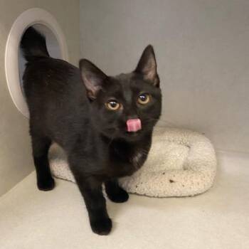 Domestic Short Hair Cats Available for Adoption - Yahtzee | PetCurious