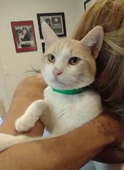 Rescue Domestic Short Hair Cats for Adoption - Harris | PetCurious