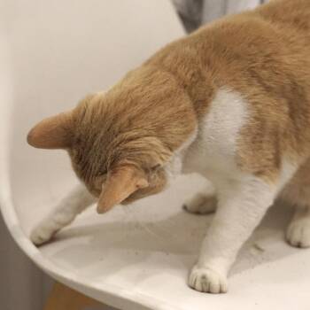 Domestic Short Hair Cats Available for Adoption in Philadelphia, Pennsylvania - Sunny Morales | PetCurious