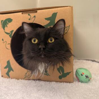 Domestic Short Hair Cats Available for Adoption in Saint Charles, Missouri - Batman | PetCurious